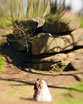 Lensbaby в свадебной фотографии - Мастера живописи, начиная с эпохи Возрождения и по сей день, изображая в портрете характер или чувства человека, чаще нивелируют второстепенные, не несущие характерной выразительности, детали его облика. 