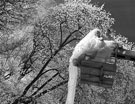 Невидимая сказка. Инфракрасная свадебная фотография
