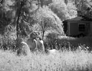 Невидимая сказка. Инфракрасная свадебная фотография