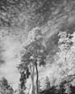 Jurmala infrared - Jūrmala infrared - Юрмала в инфракрасном свете